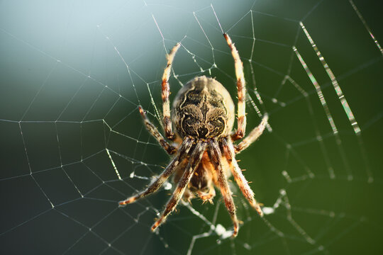 Bridge orbweaver spider Larinioides sclopetarius on web waiting for prey