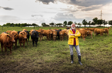 Farmer with cows on meadow