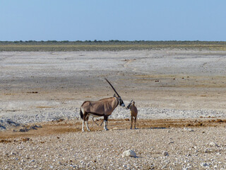 Oryxs gemsbok antelope (Oryx gazella) and Landscape in a Etosha National Park near a waterhole...