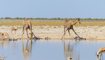 giraffe and Landscape in a Etosha National Park near a waterhole Gemsbokvlakte in Namibia Africa