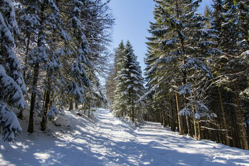 Rando raquette dans les Vosges