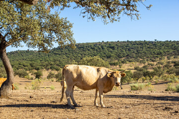 Vaca de perfil en la pradera junto a una encina mirando hacia la cámara.