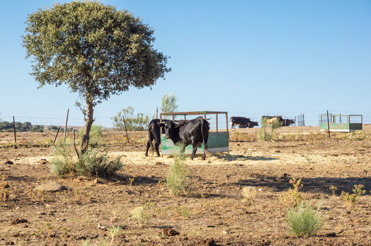 Vacas de color negro, comiendo heno en un abrevadero junto a una encina, en un día soleado.