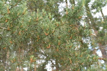 Pine branch with numerous young brown cones.