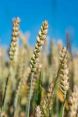 Zbliżenie na plony krajobrazu wiejskiego w porze letniej, pola kwitnące a wraz z nimi plony i drzewa w oddali na tle błękitnego nieba z niemalże bezchmurną pogodą © FIOMI