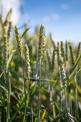 Zbliżenie na plony krajobrazu wiejskiego w porze letniej, pola kwitnące a wraz z nimi plony i drzewa w oddali na tle błękitnego nieba z niemalże bezchmurną pogodą © FIOMI