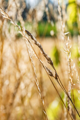 Zbliżenie na plony krajobrazu wiejskiego w porze letniej, pola kwitnące a wraz z nimi plony i drzewa w oddali na tle błękitnego nieba z niemalże bezchmurną pogodą © FIOMI