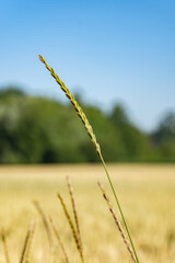 Zbliżenie na trawy z krajobrazu wiejskiego w porze letniej, pola kwitnące a wraz z nimi plony i drzewa w oddali na tle błękitnego nieba z niemalże bezchmurną pogodą  © FIOMI
