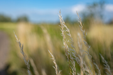 Zbliżenie na trawy z krajobrazu wiejskiego w porze letniej, pola kwitnące a wraz z nimi plony i...
