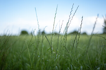 Zbliżenie na trawy z krajobrazu wiejskiego w porze letniej, pola kwitnące a wraz z nimi plony i...