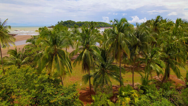 AERIAL: Tall coconut palms grow along beautiful sandy shores of Pacific Ocean
