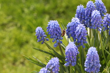 Bee on flower