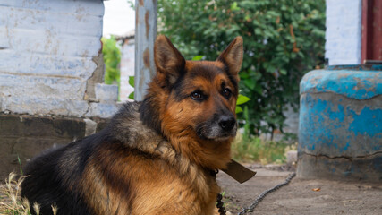 The dog lies. German shepherd lying. Portrait of a German Shepherd
