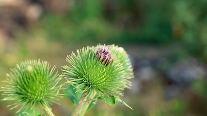 Green burdock. Green burdock close-up