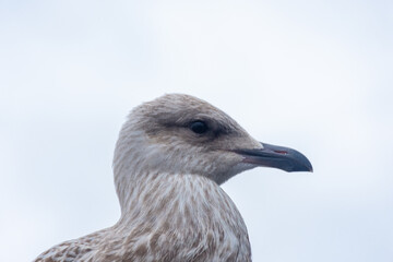 Seagull close up in Svolvaer,  Lofoten Islands, Norway