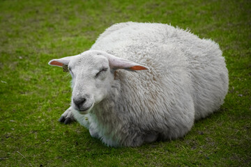 Cute sheep in the green meadow of Lofoten Islands,  Norway