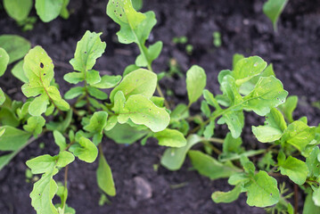Arugula growing in the garden. The first vegetables in the garden in early spring