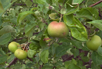 Apples on a ten year old tree which was started from a seed from a store bought apple. Suburban Chicago, Illinois, USA.
