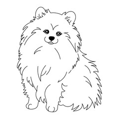 contour pomeranian german spitz dog vector graphics