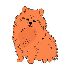 pomeranian german spitz dog vector graphics