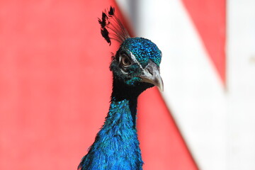 Naklejka premium portrait of a peacock