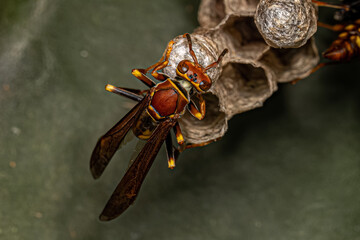 Variegated Paper Wasp