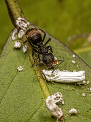 Adult Female Carpenter Ant interacting with an Ensign Scale Insect