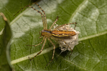 Adult Female Lynx Spider
