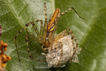 Adult Female Lynx Spider