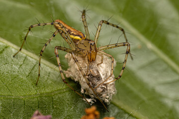 Adult Female Lynx Spider