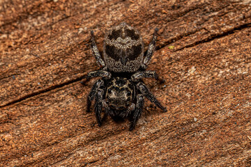 Adult Female jumping spider
