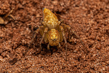 Small Lynx Spider
