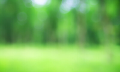 Defocused green background. Nature with trees, great background for edits.  Natural day.