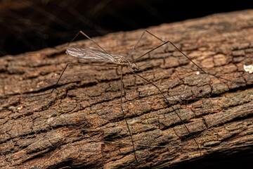 Adult Limoniid Crane Fly