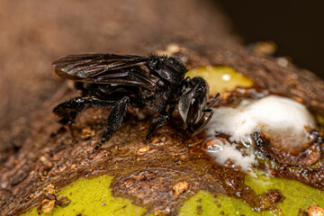 Adult Stingless Bee