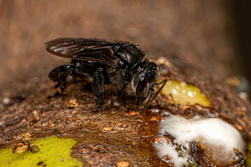 Adult Stingless Bee