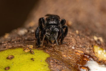 Adult Stingless Bee