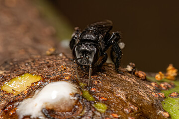 Adult Stingless Bee