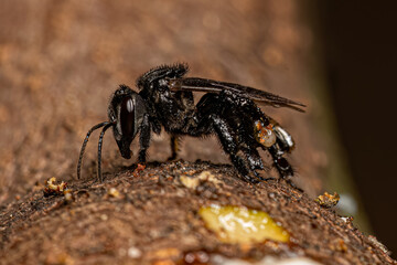 Adult Stingless Bee