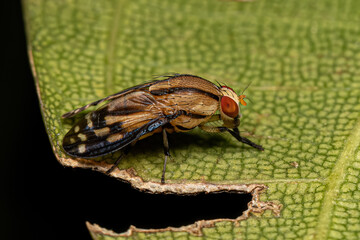 Adult Lauxaniid Fly