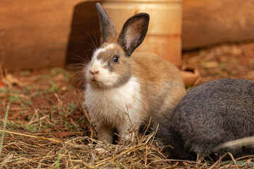 European Rabbit Animal