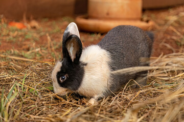 European Rabbit Animal © ViniSouza128