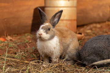 European Rabbit Animal © ViniSouza128