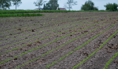 Corn emerging in the field. Small corn plants, saturated green in color. Moist and fertile soil in the field.