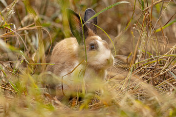 European Rabbit Animal © ViniSouza128