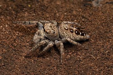 Small Jumping Spider