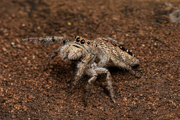 Small Jumping Spider