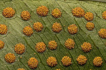 Sporangia on the leaves of a fern