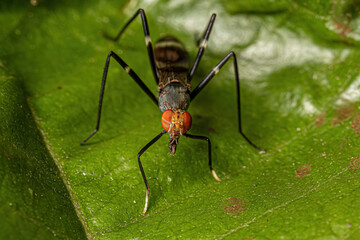 Adult Stilt-legged Fly