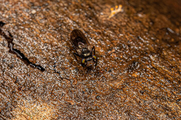 Adult Acalyptrate Fly